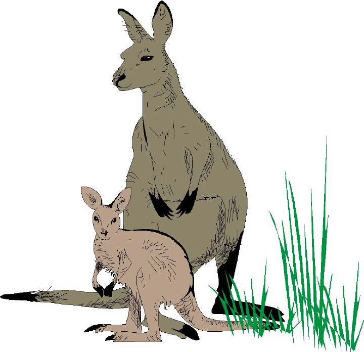 clipart picture of a kangaroo - photo #37