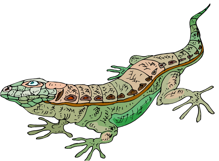 free clipart iguana - photo #36