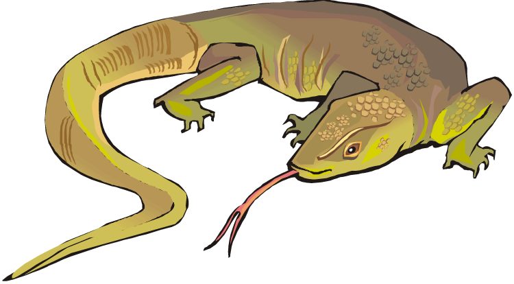 clipart of lizard - photo #36