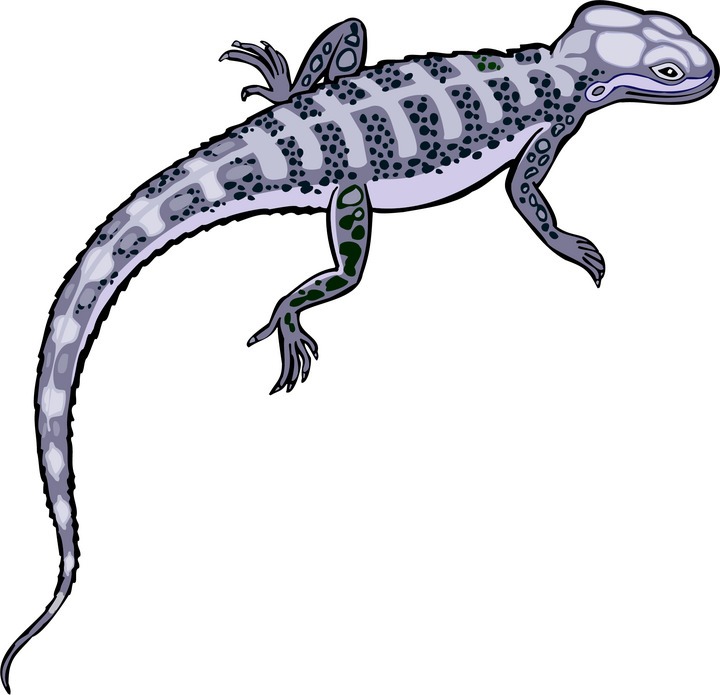 clipart of lizard - photo #40