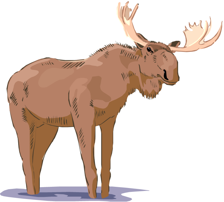 funny moose clipart - photo #39