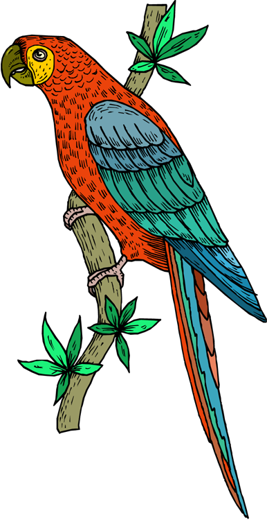 clipart parrot pictures - photo #39