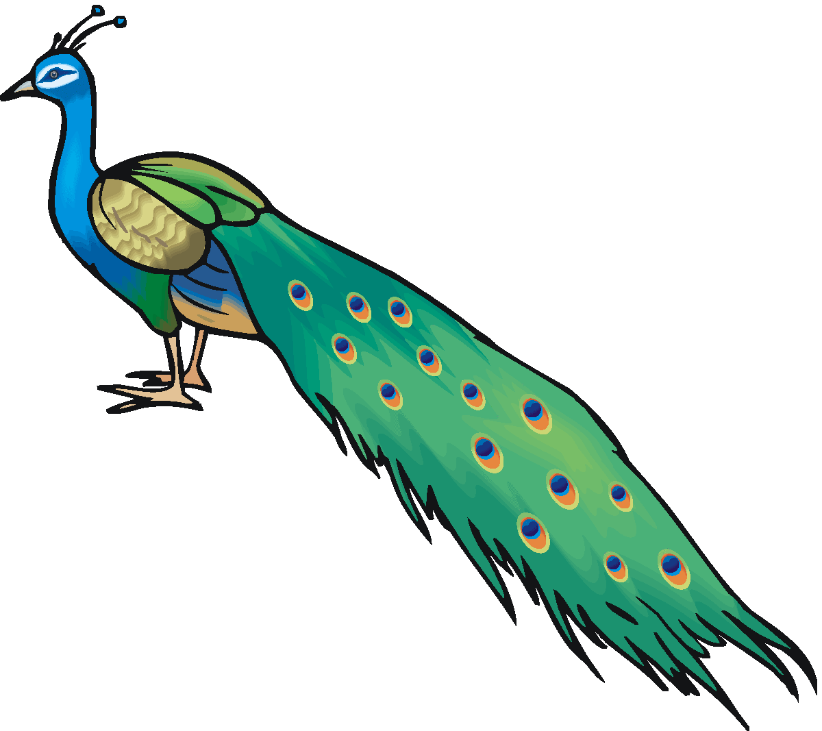 clipart images of peacock - photo #6