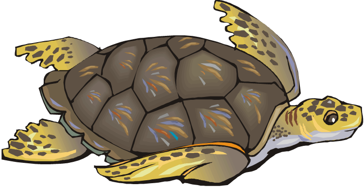 turtle head clipart - photo #49