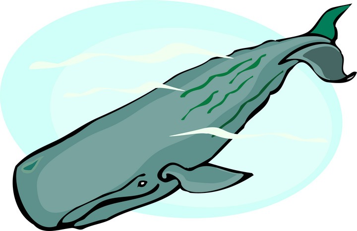 clipart of whale - photo #42