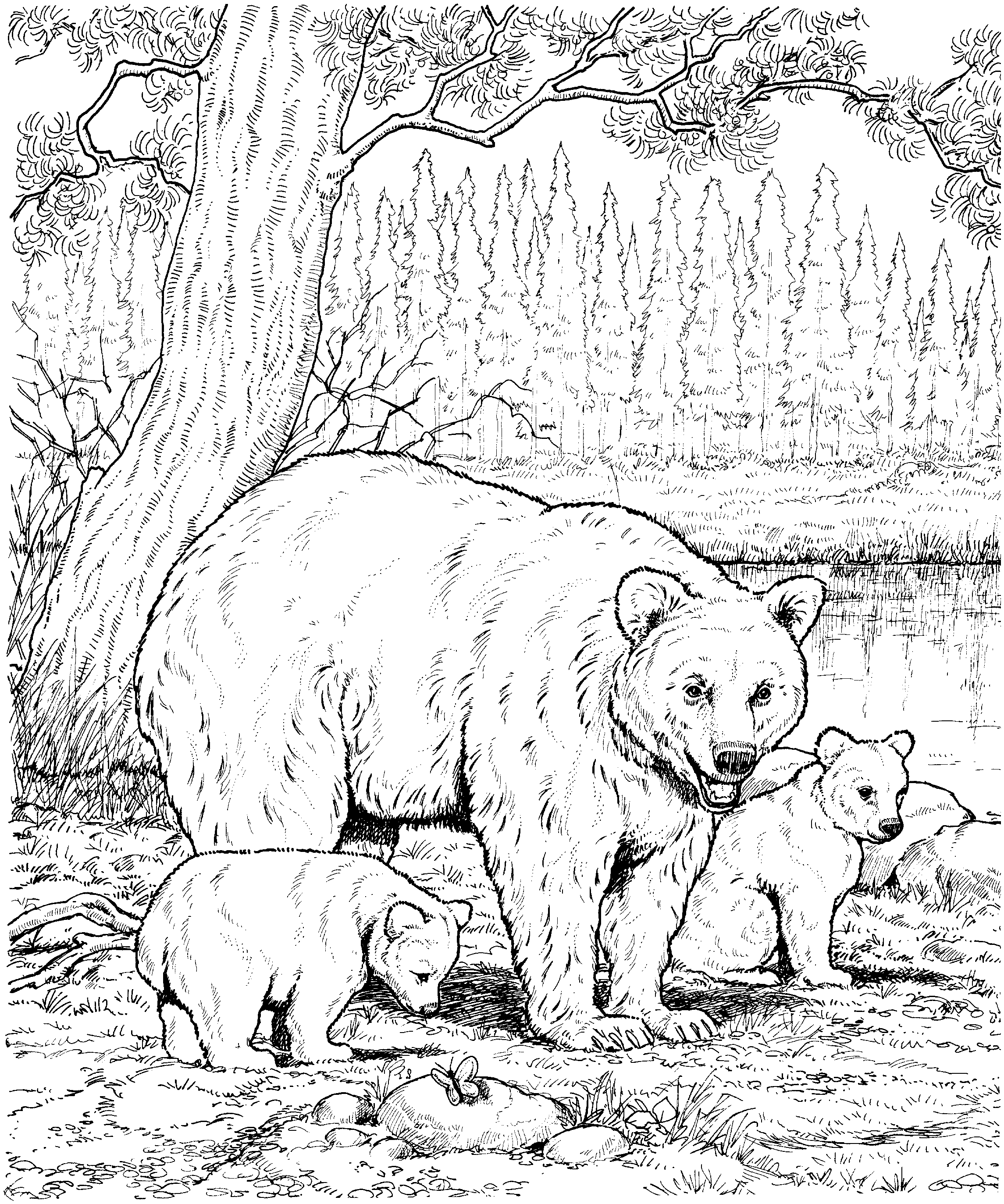 Free Printable Coloring Pictures Of Bears