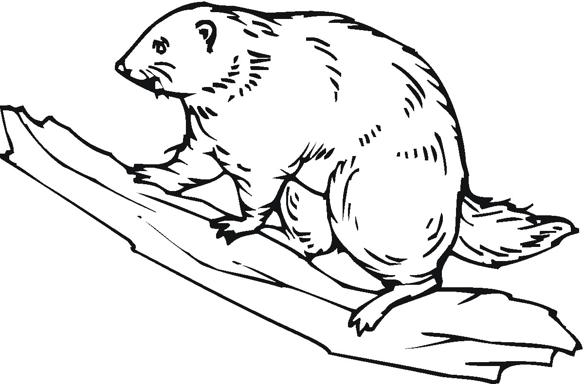 beaver-coloring-pages-kidsuki