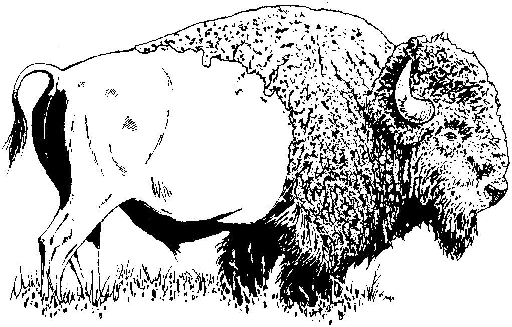 Free Buffalo and Bison Coloring Pages