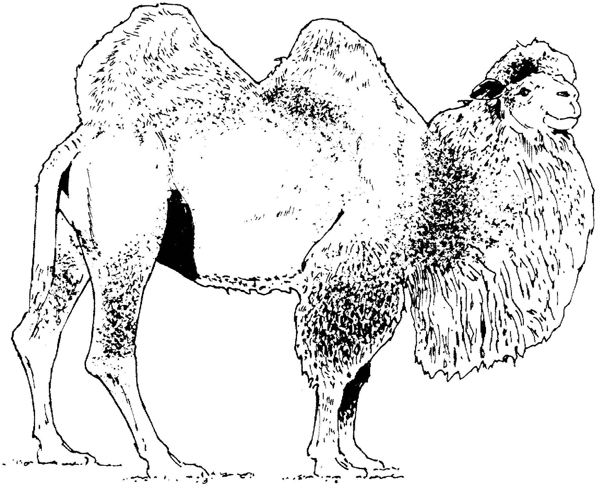 free-camel-coloring-pages