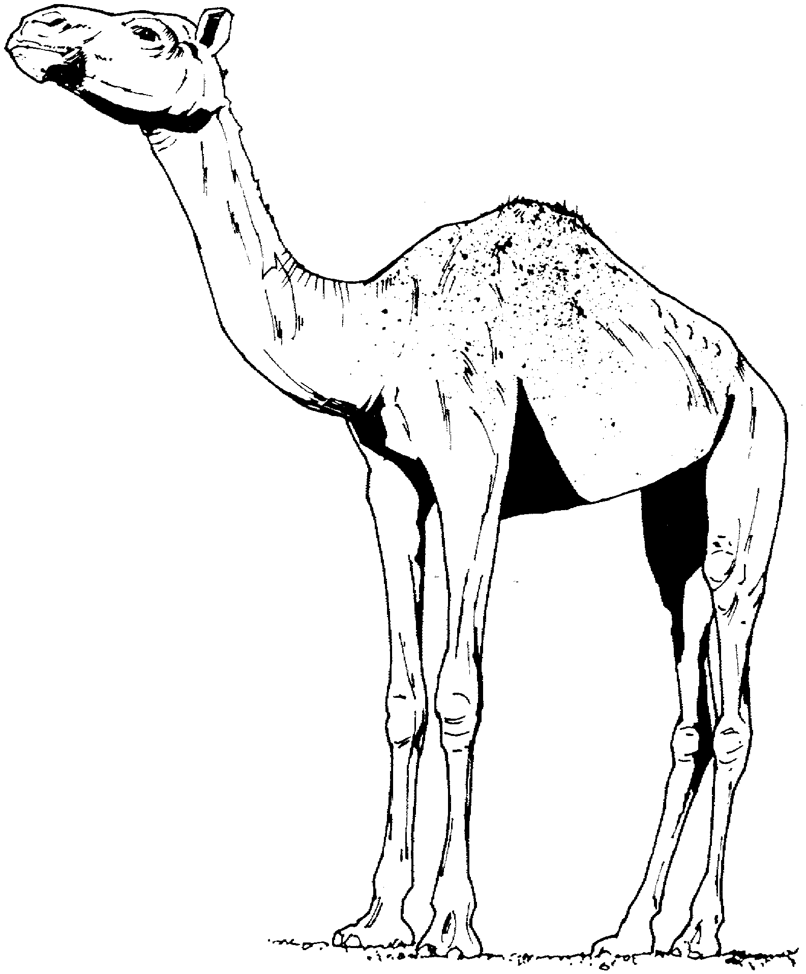Free Camel Coloring Pages