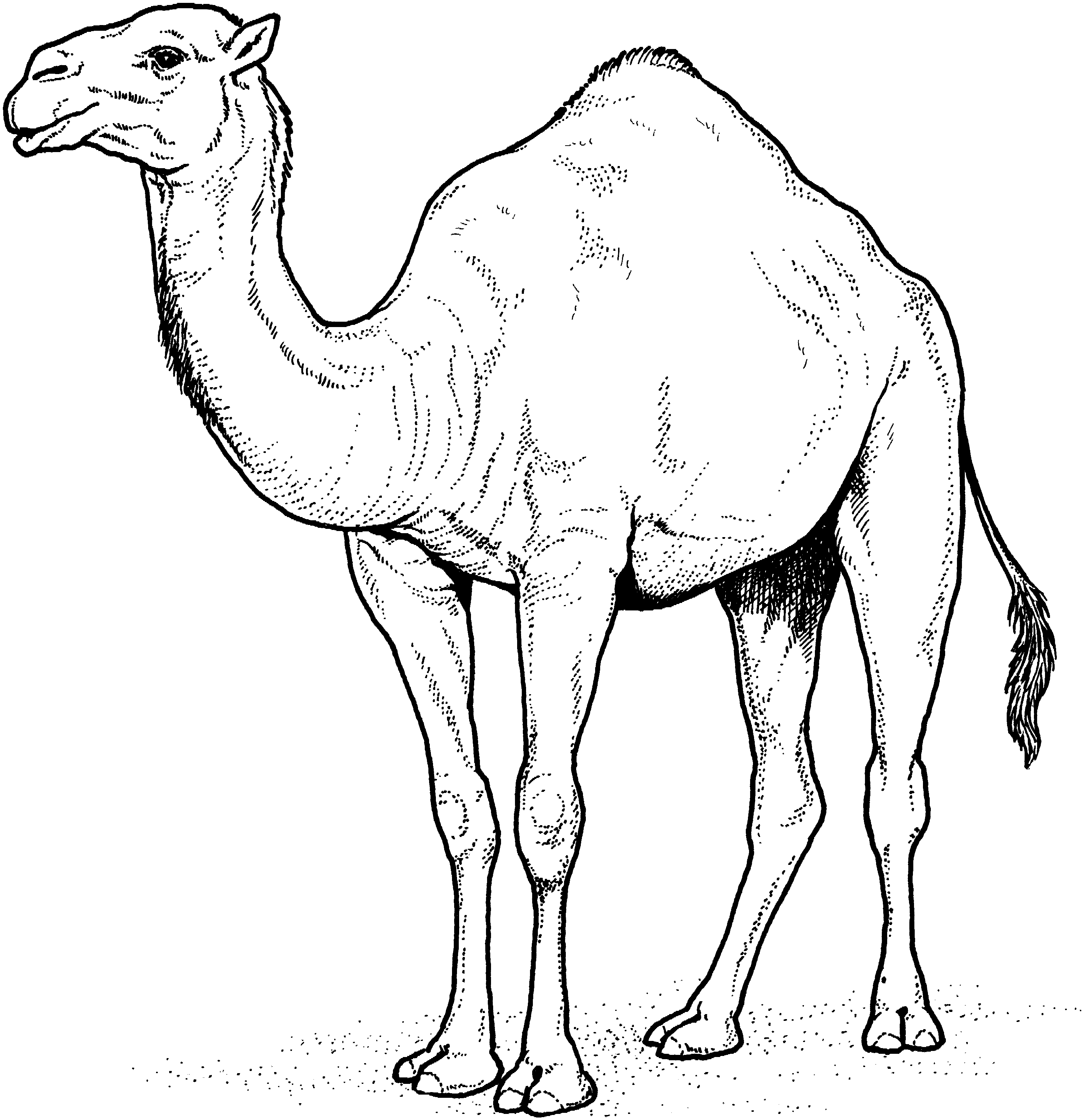 Free Camel Coloring Pages