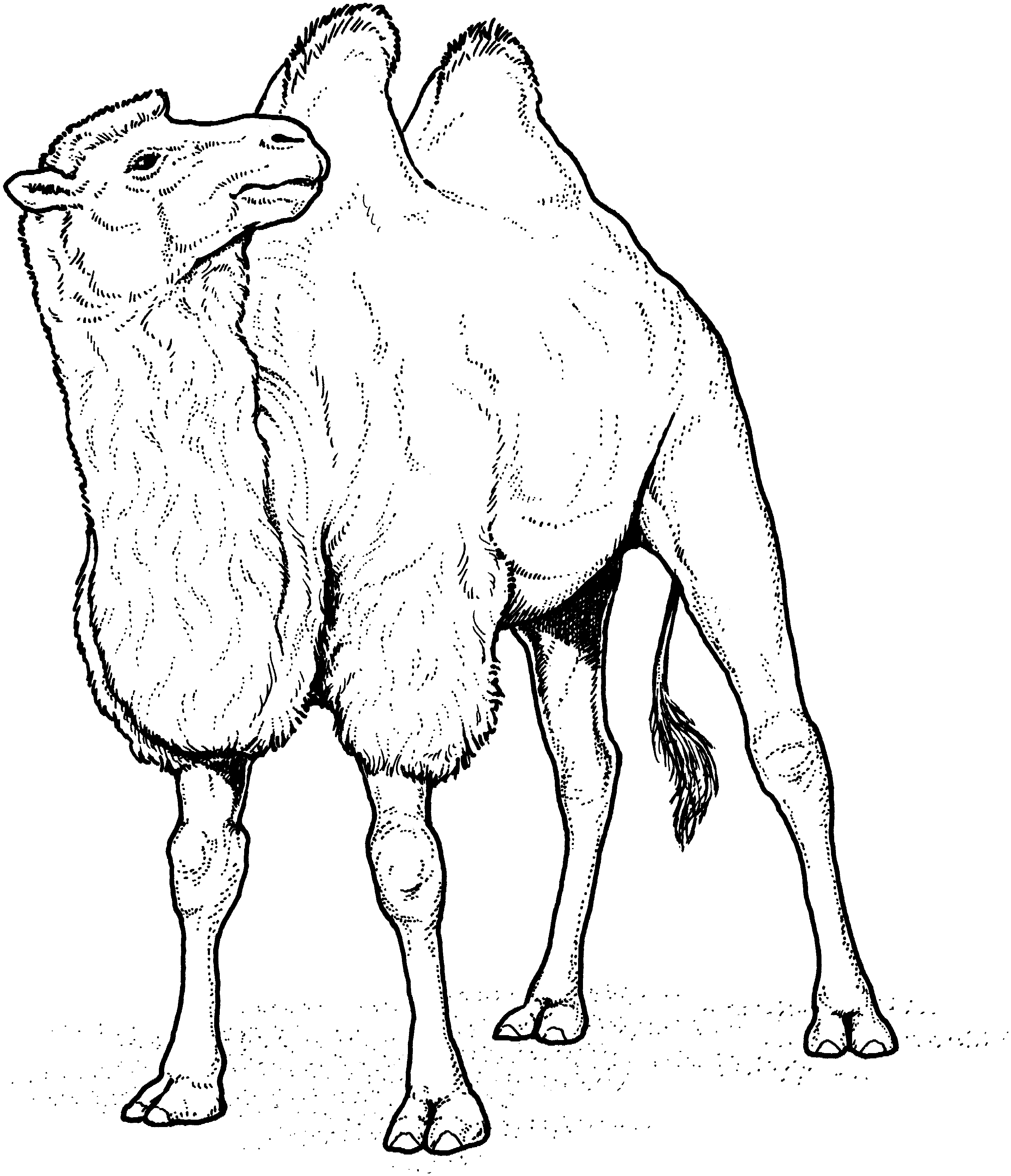 camal coloring pages - photo #31