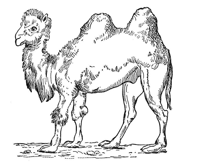 camel pages for coloring - photo #34