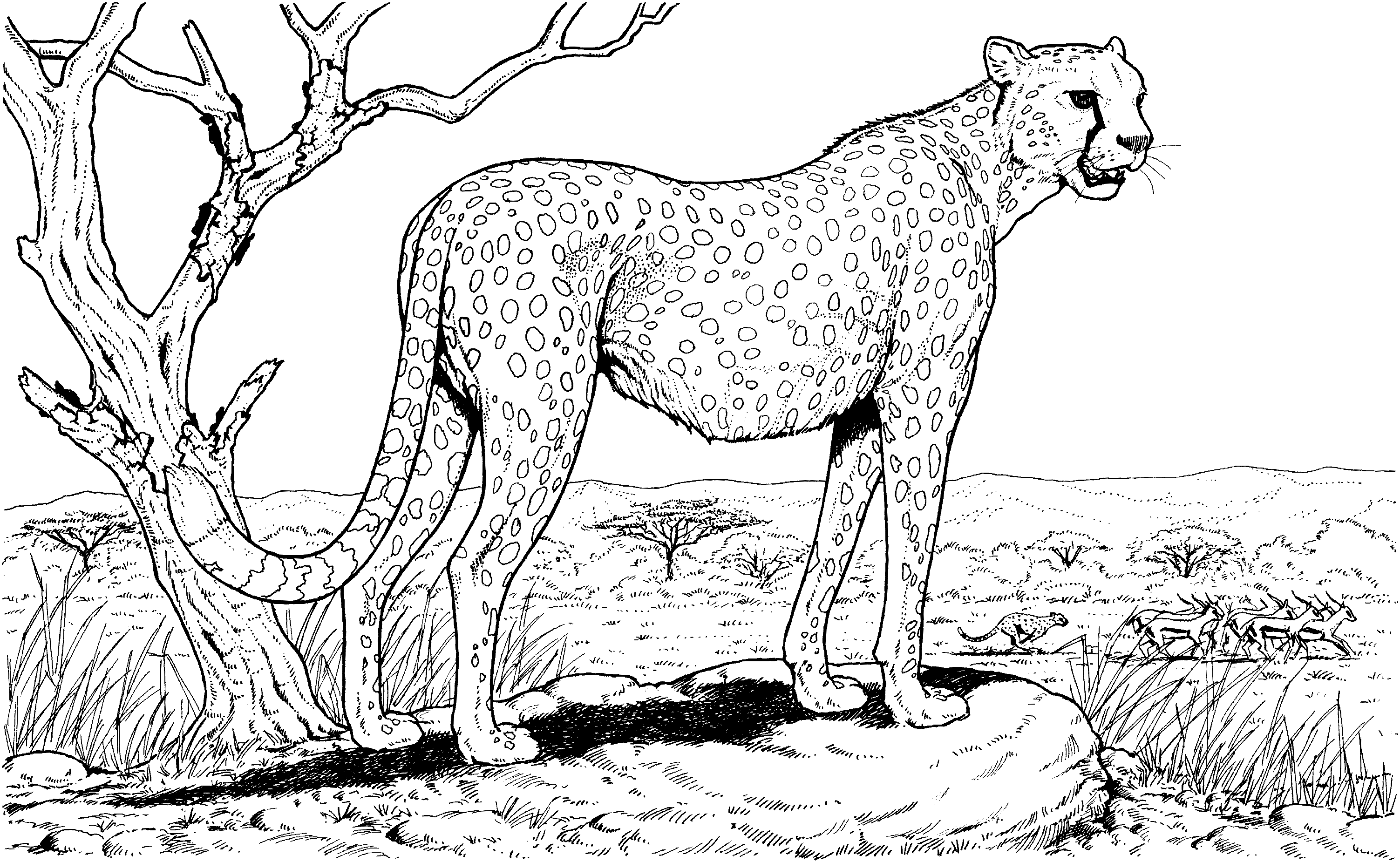 Free Cheetah Coloring Pages