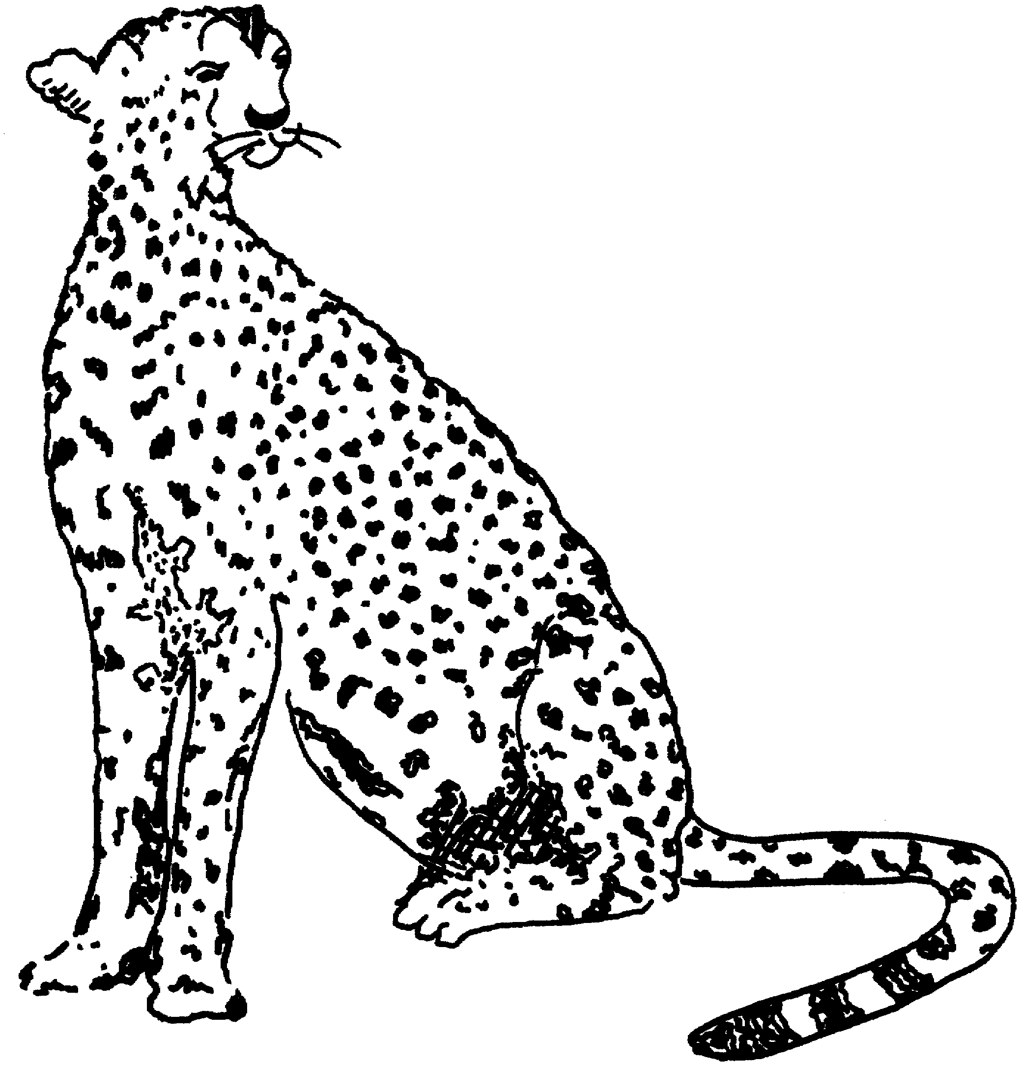 printable-cheetah-coloring-pages