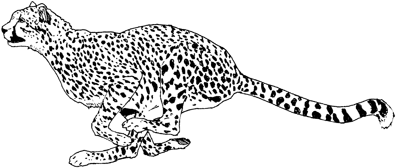 baby cheetah coloring pages - photo #46