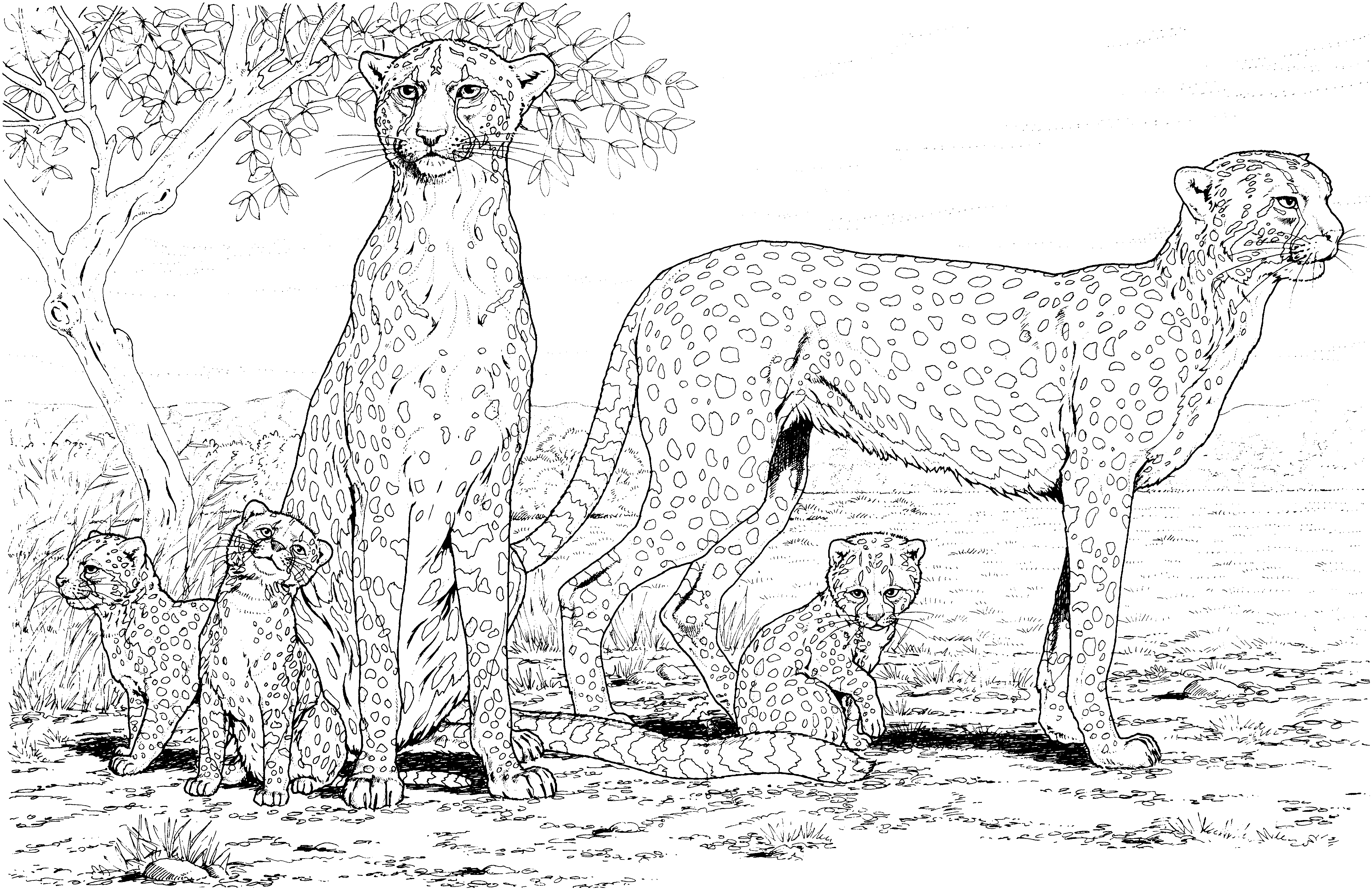 Free Cheetah Coloring Pages