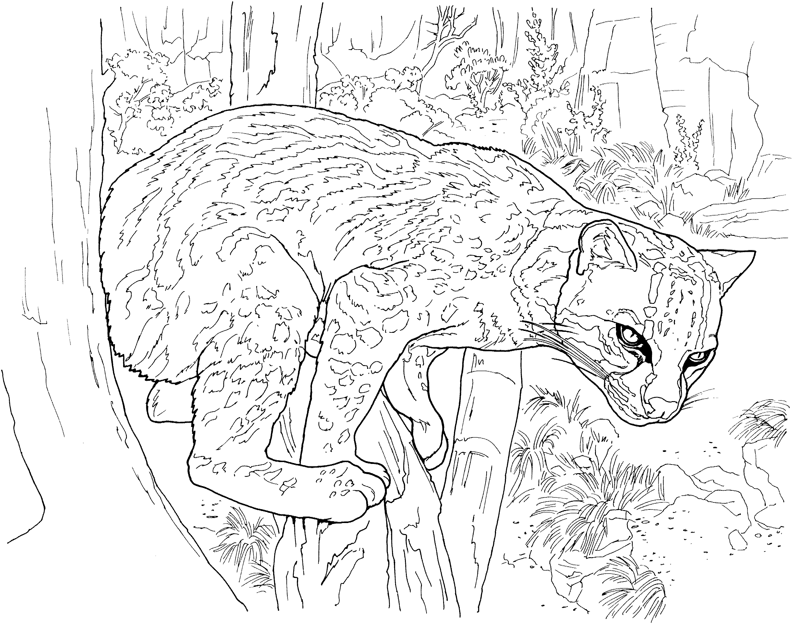 free-cougar-coloring-pages