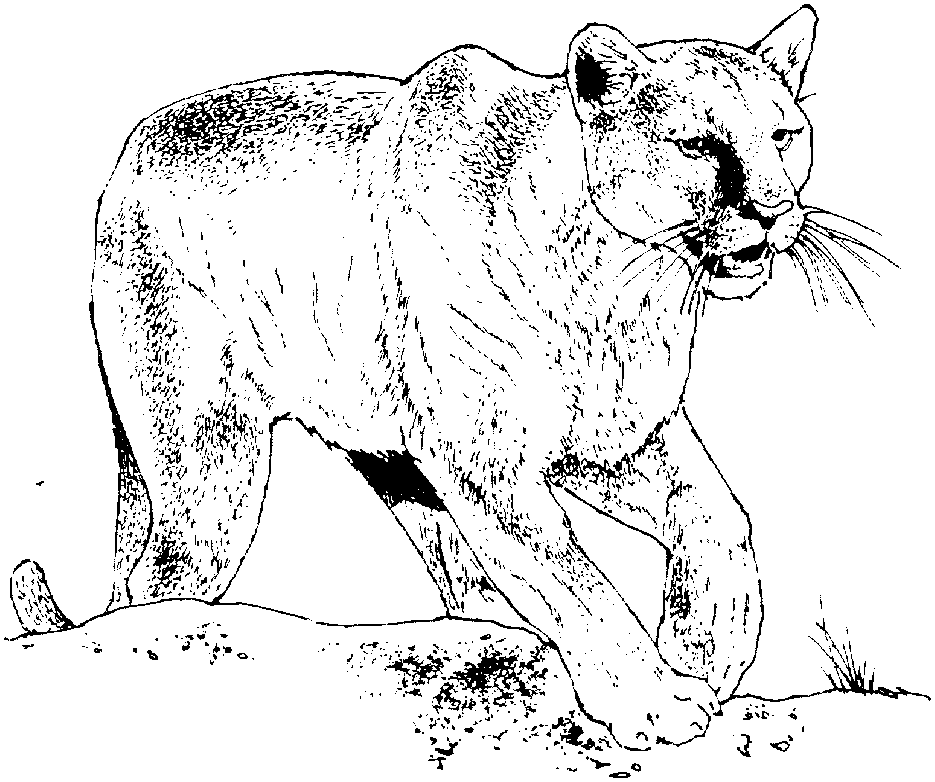 Best Of Burgess Animal Book Coloring Pages