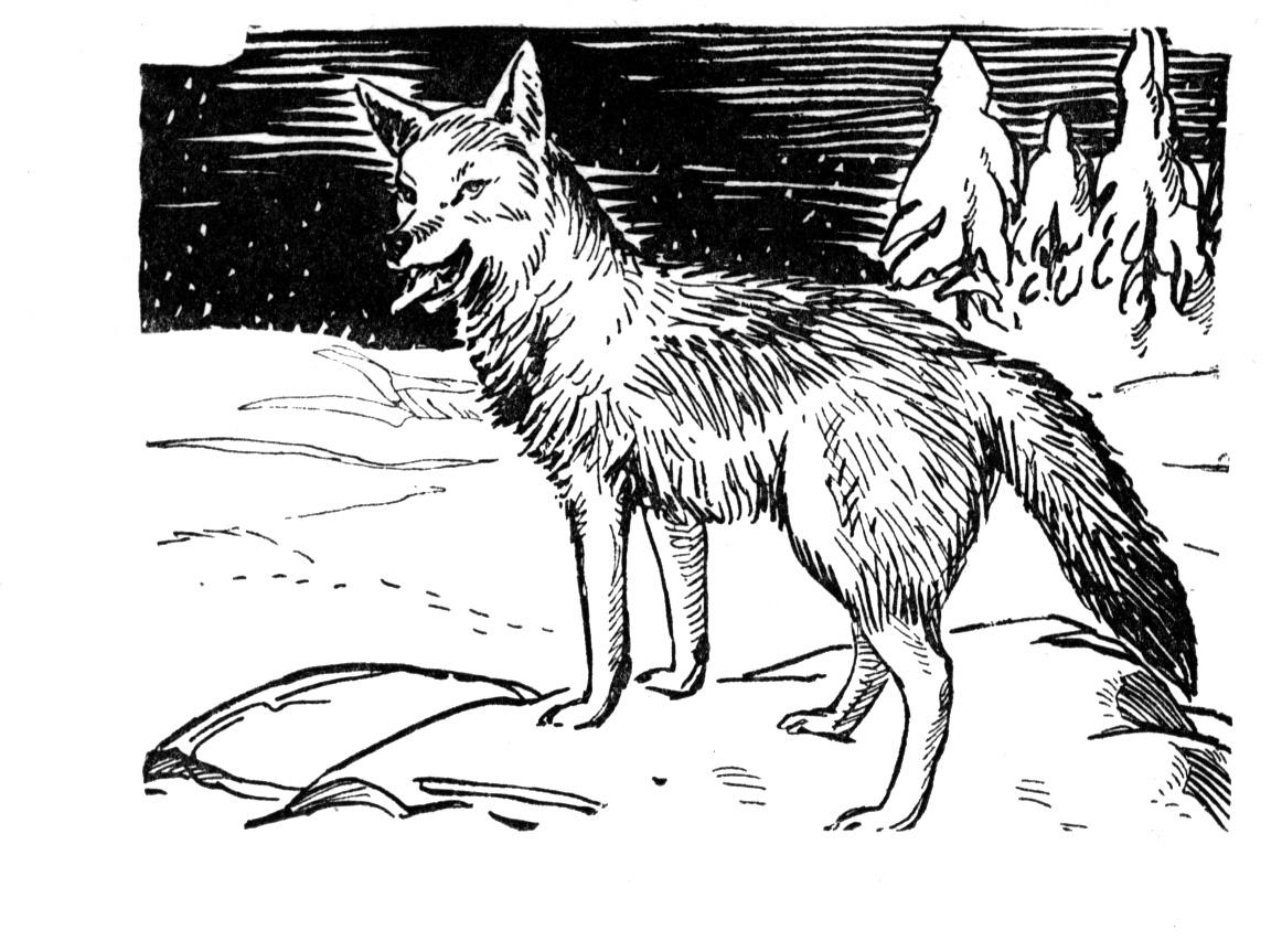 Free Coyote Coloring Page