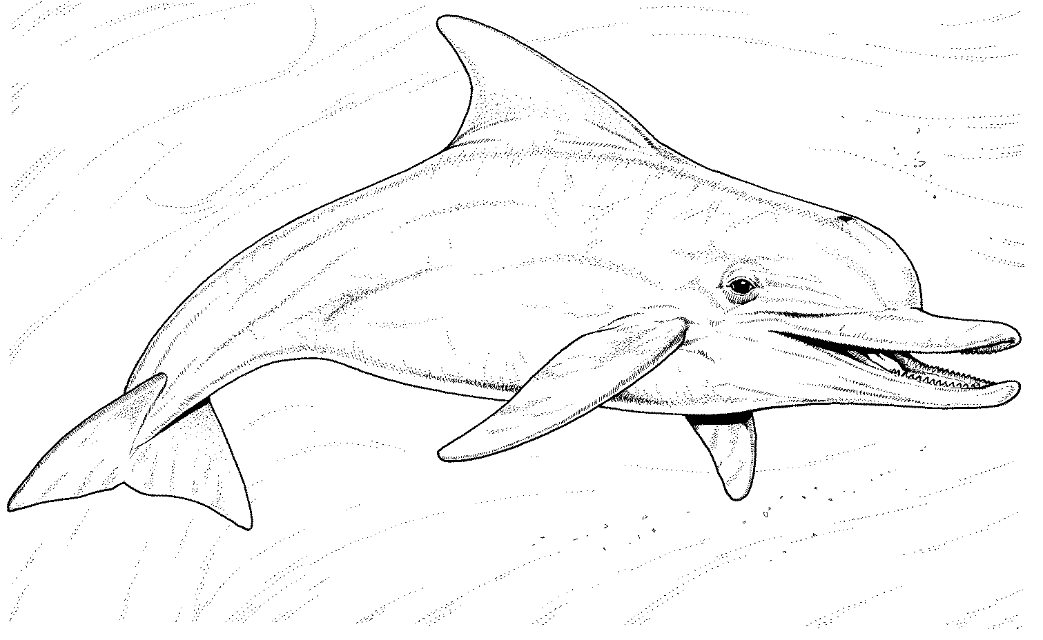 e coloring pages for dolphins - photo #34