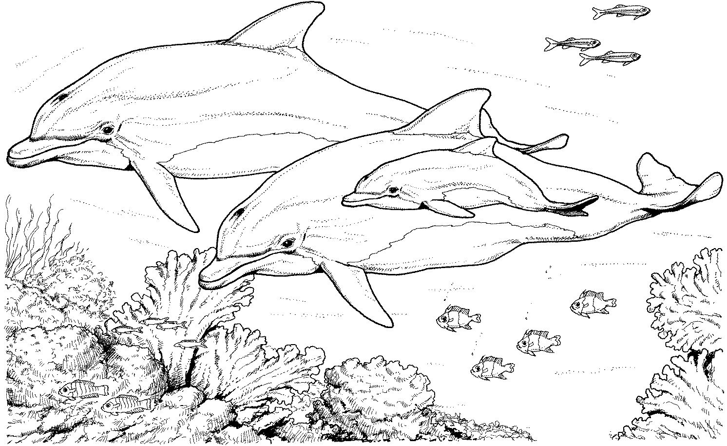 young adult dolphin coloring pages free - photo #28