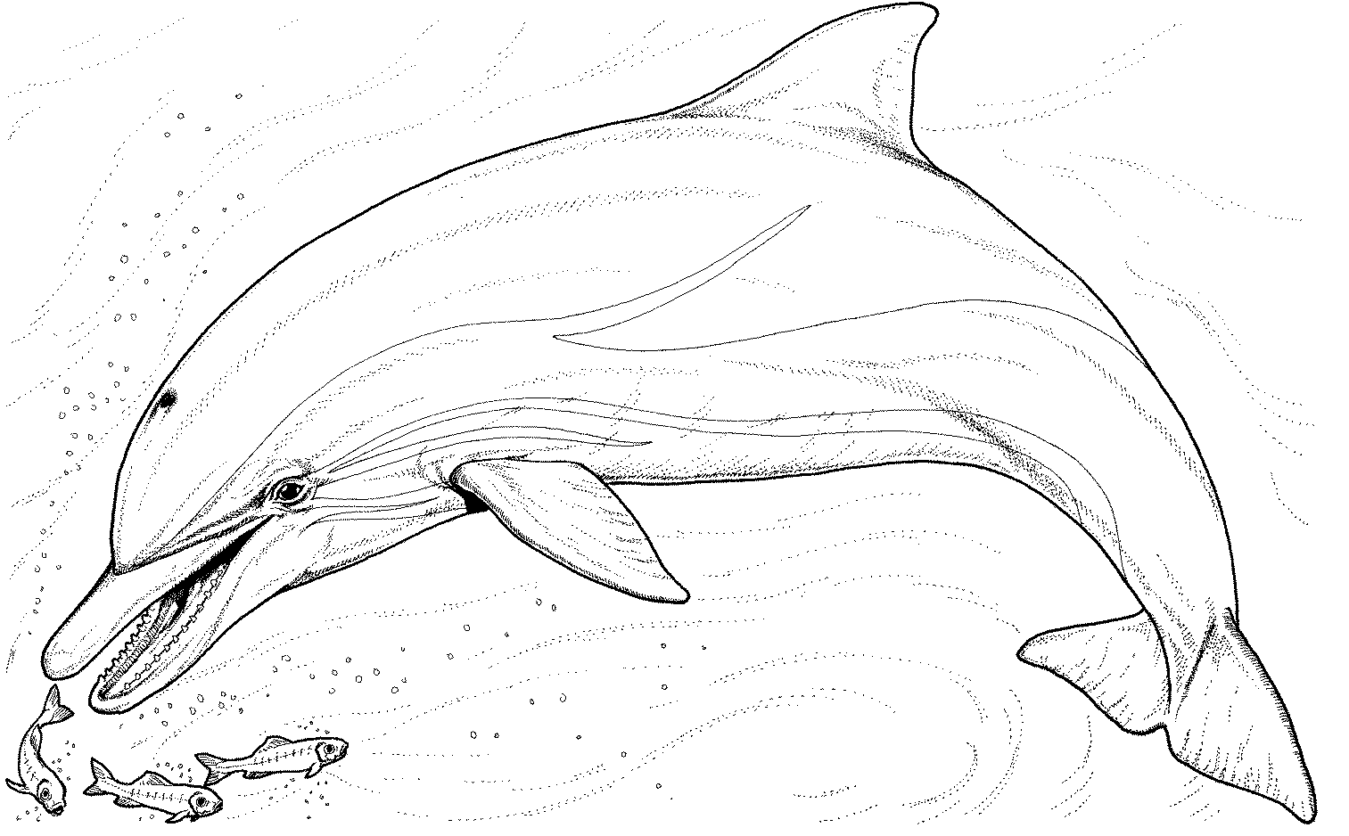 free-dolphin-coloring-pages