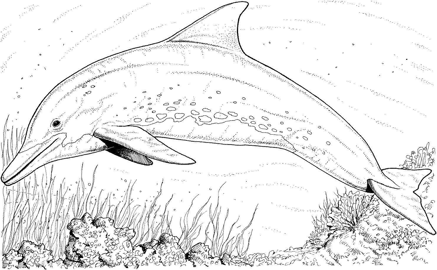 dolphin 4