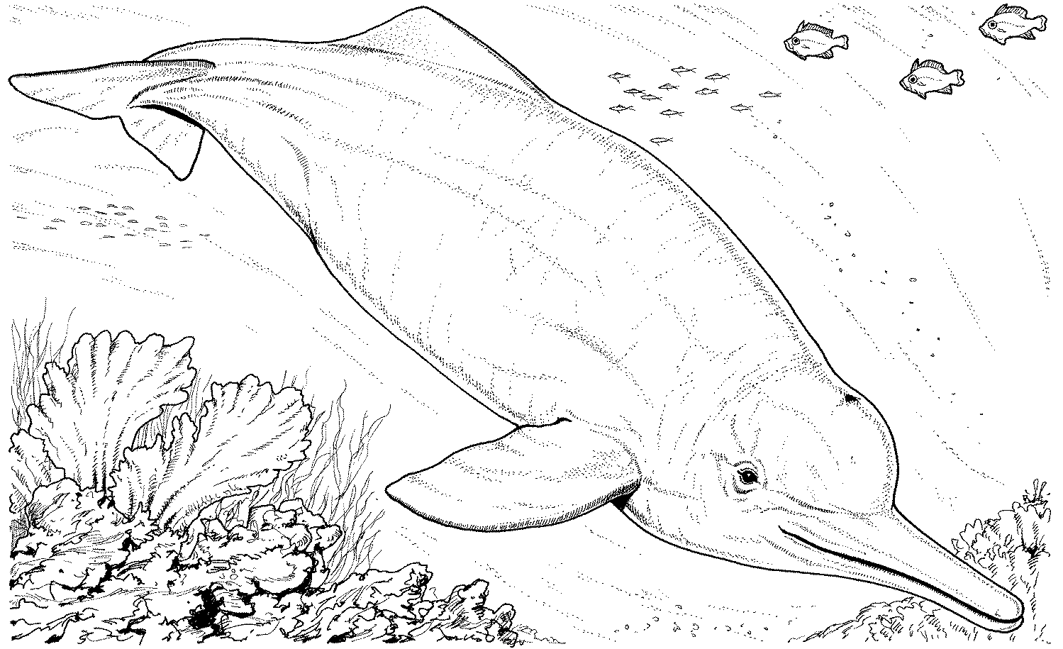 Free Dolphin Coloring Pages