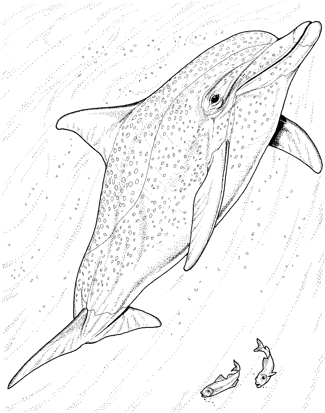 Free Dolphin Coloring Pages