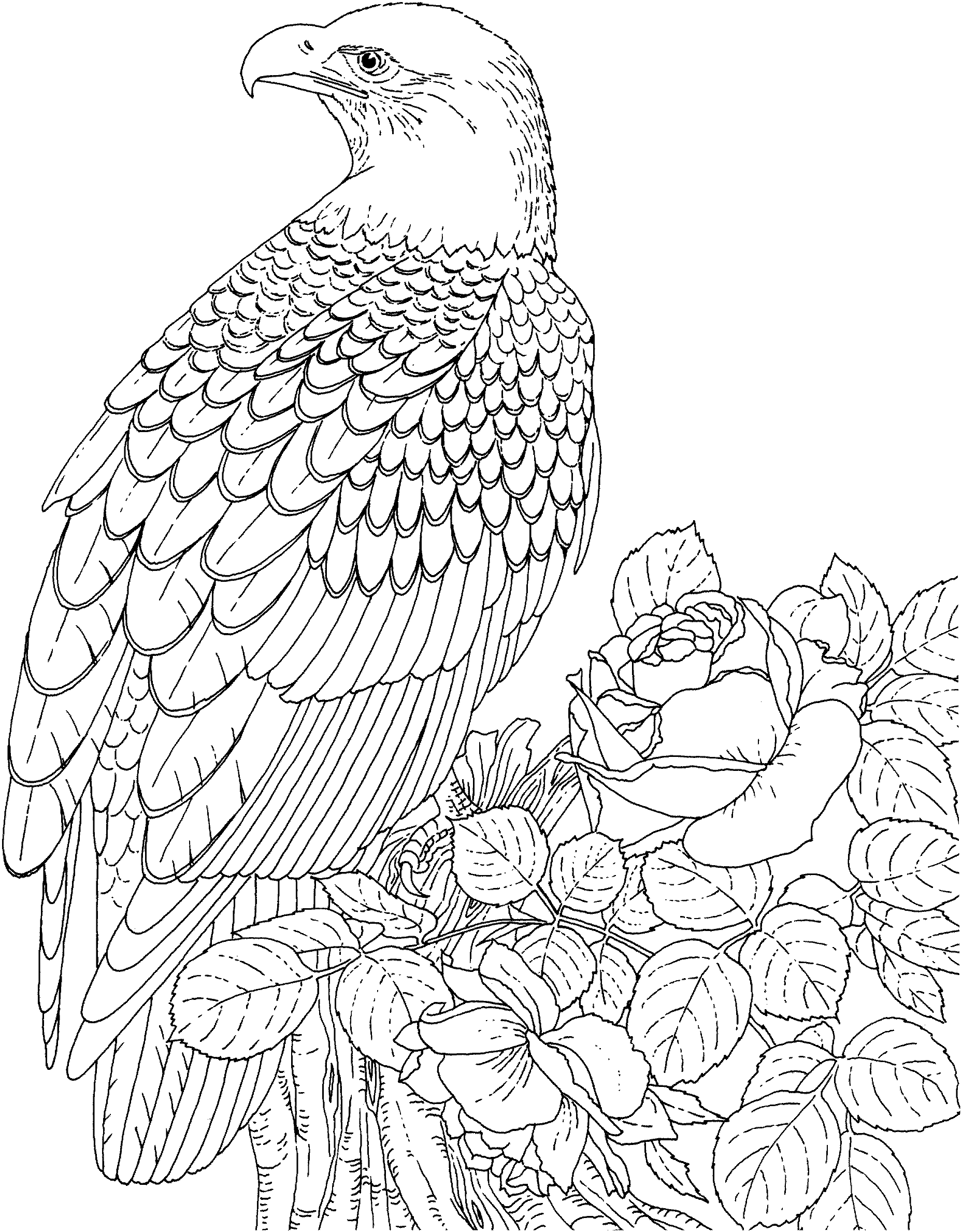 Free Eagle Coloring Pages