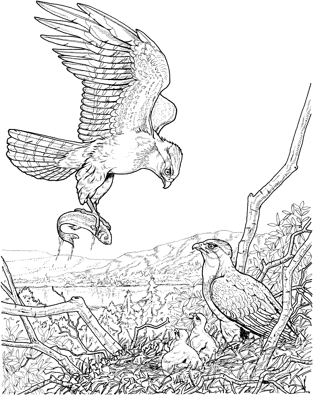 Bald Eagle Nest Drawing