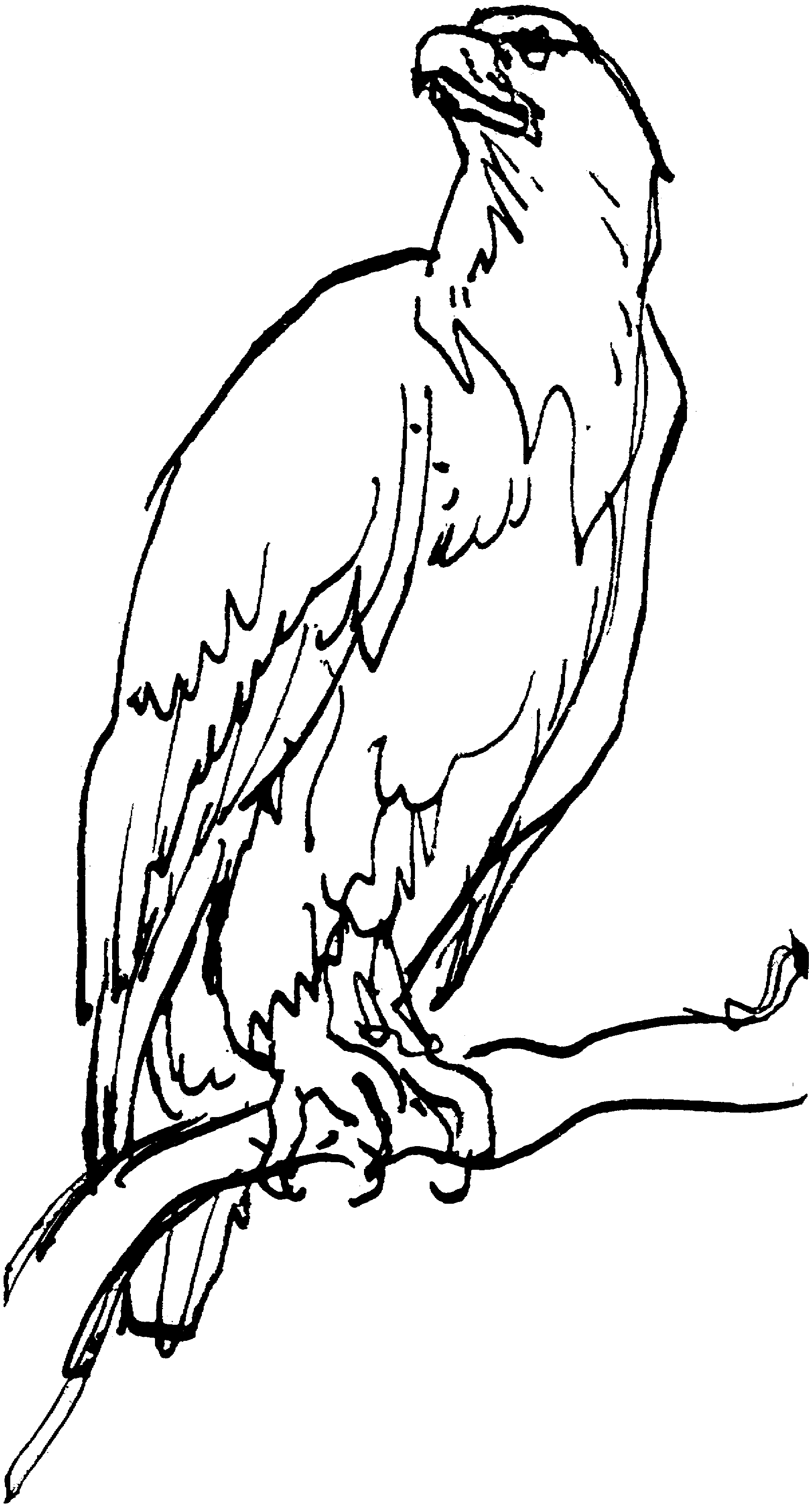 Free Eagle Coloring Pages