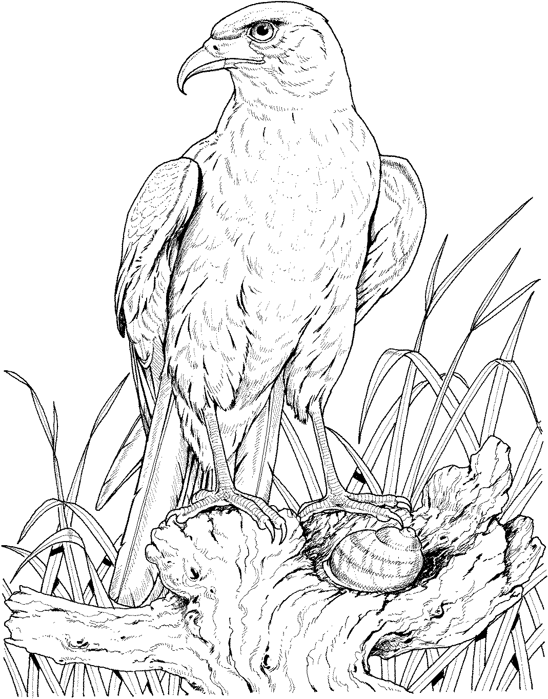 eagle coloring pages animal planet - photo #41