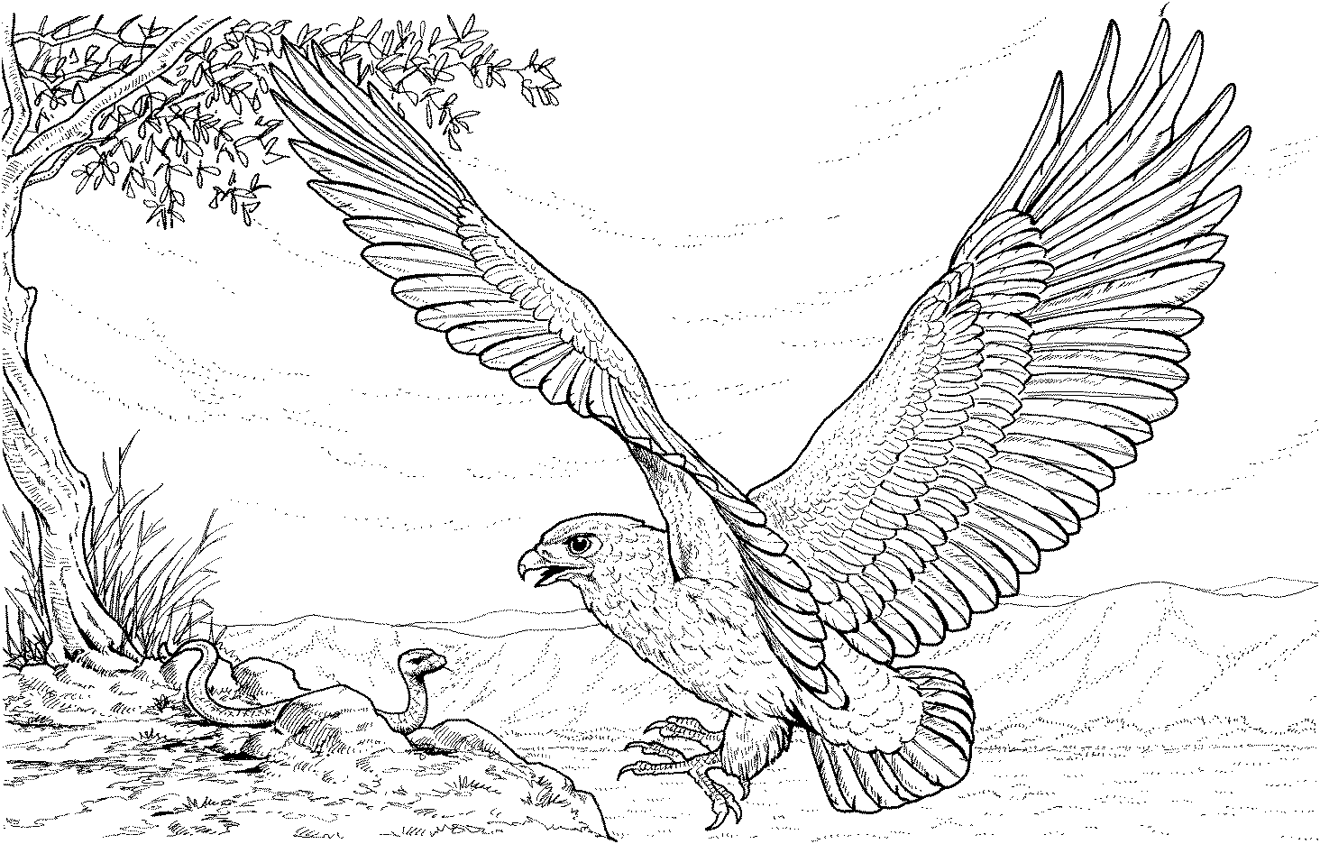 eagle flying coloring pages - photo #30