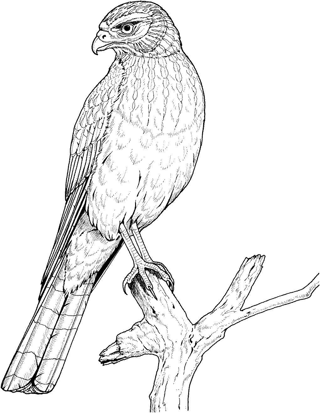 eagle coloring pages animal planet - photo #31