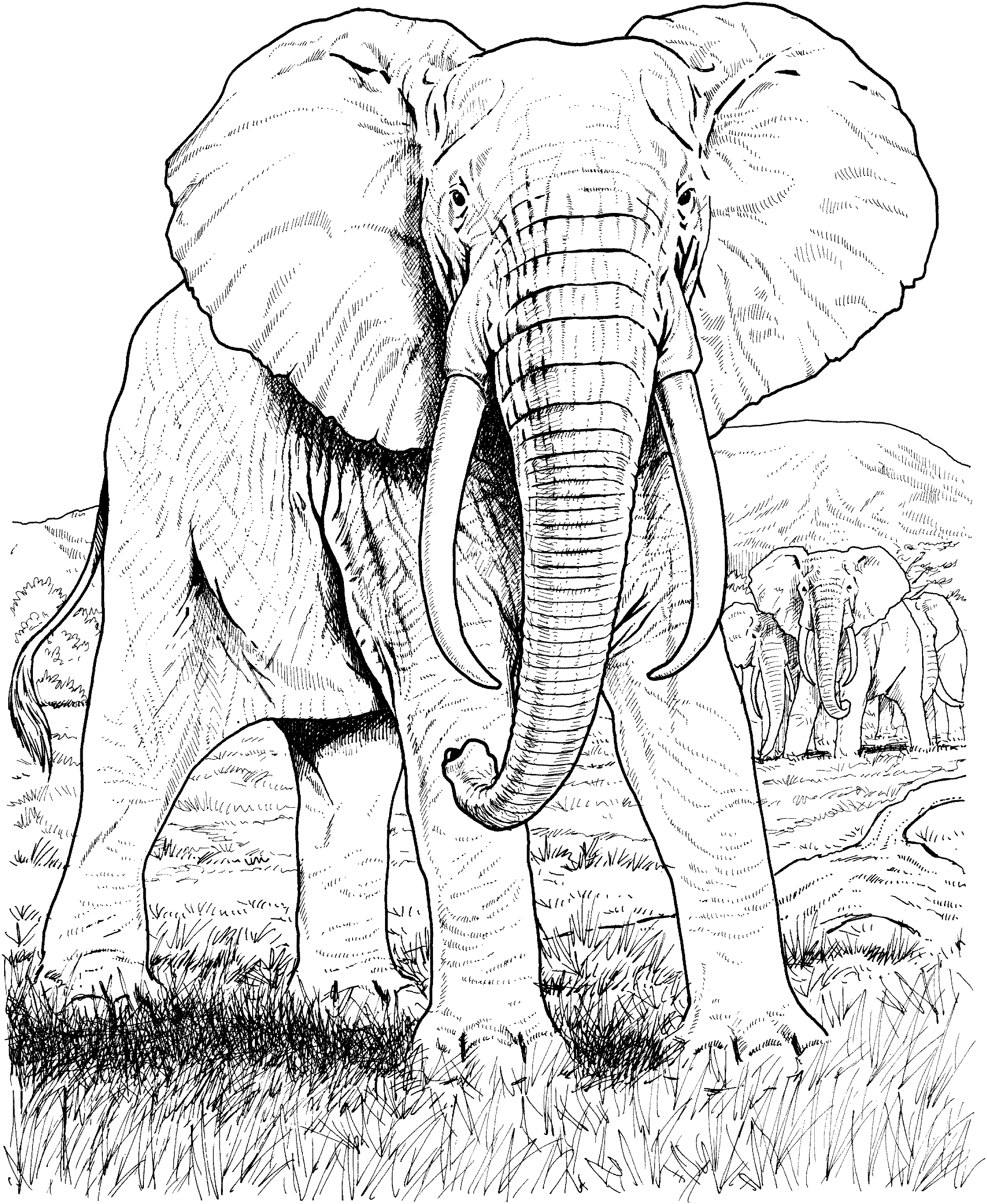 Free Elephant Coloring Pages