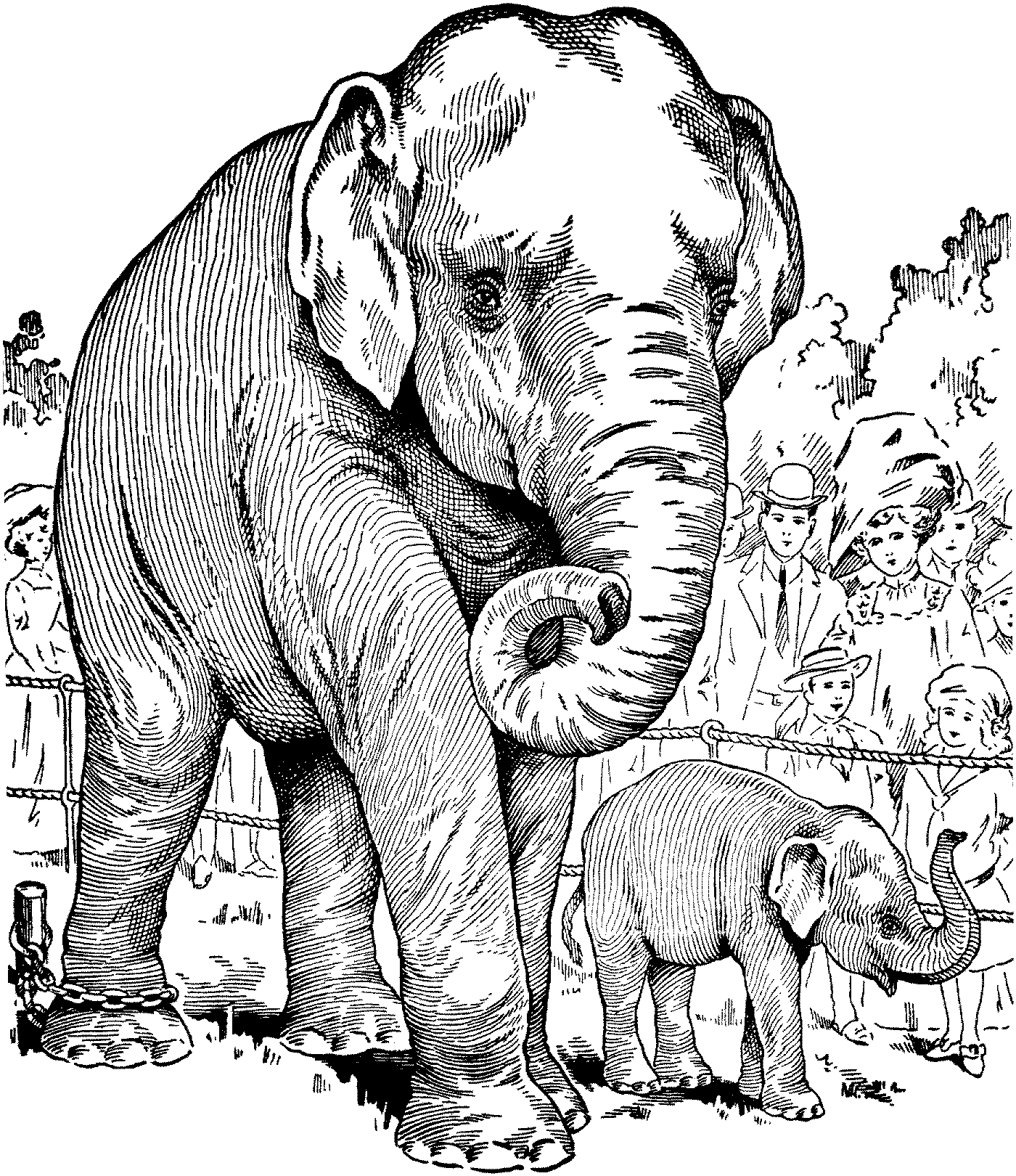 elephant 27