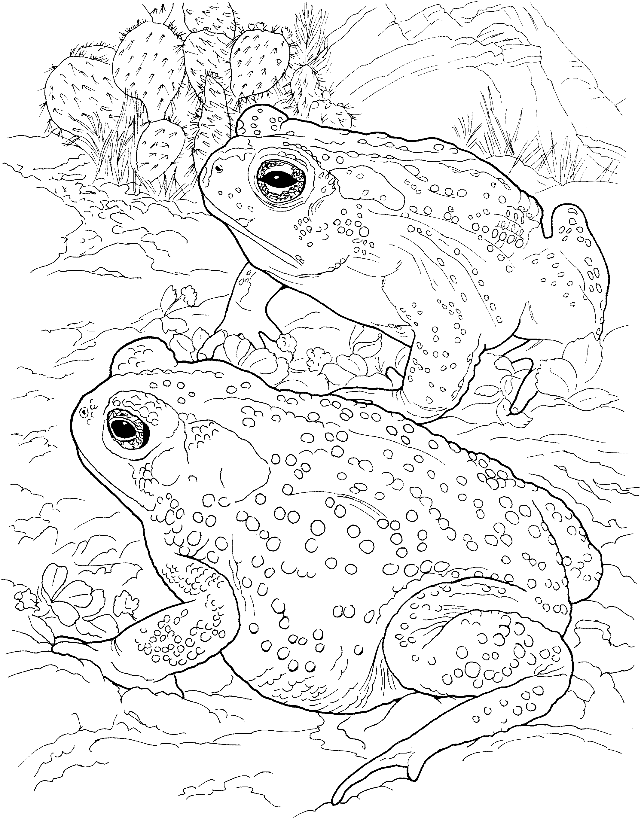 Free Frog Coloring Pages