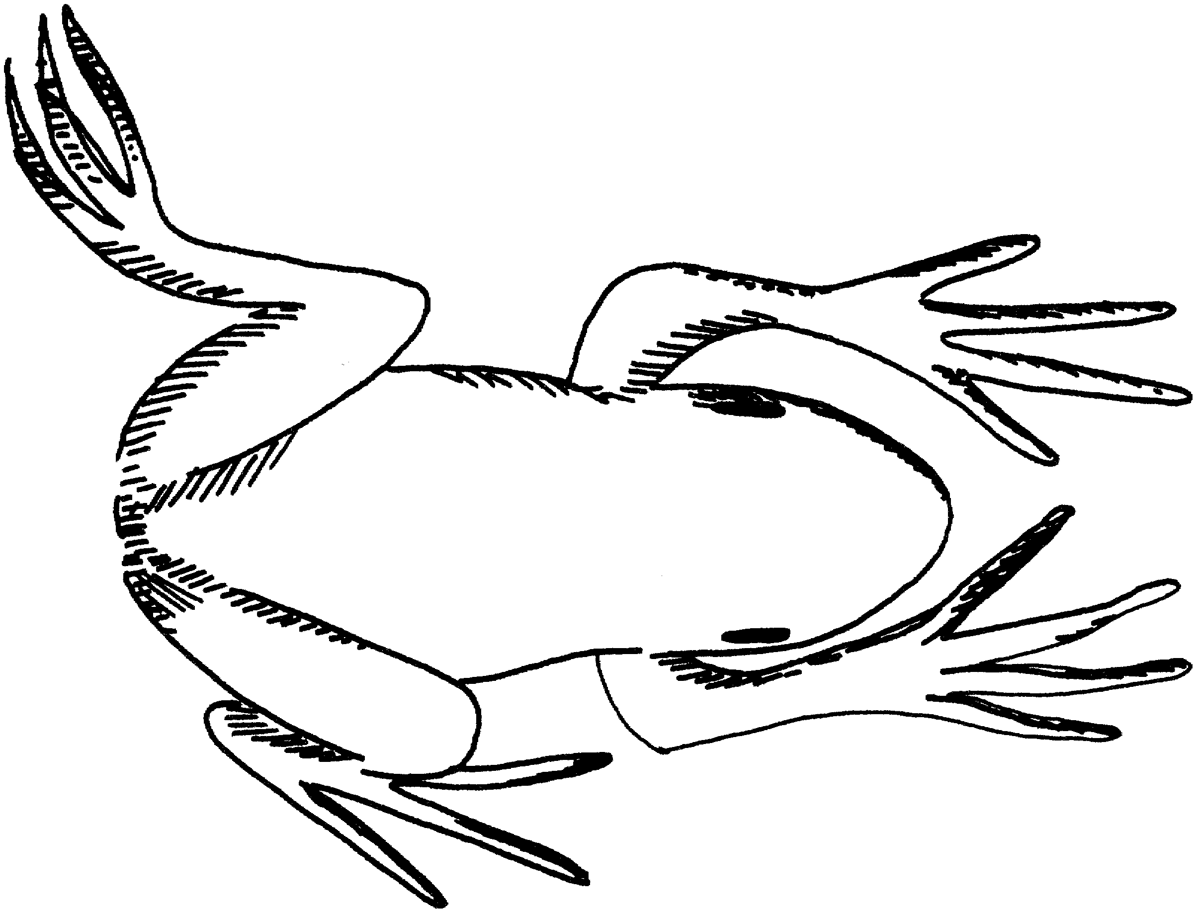 tadpole coloring pages - photo #46
