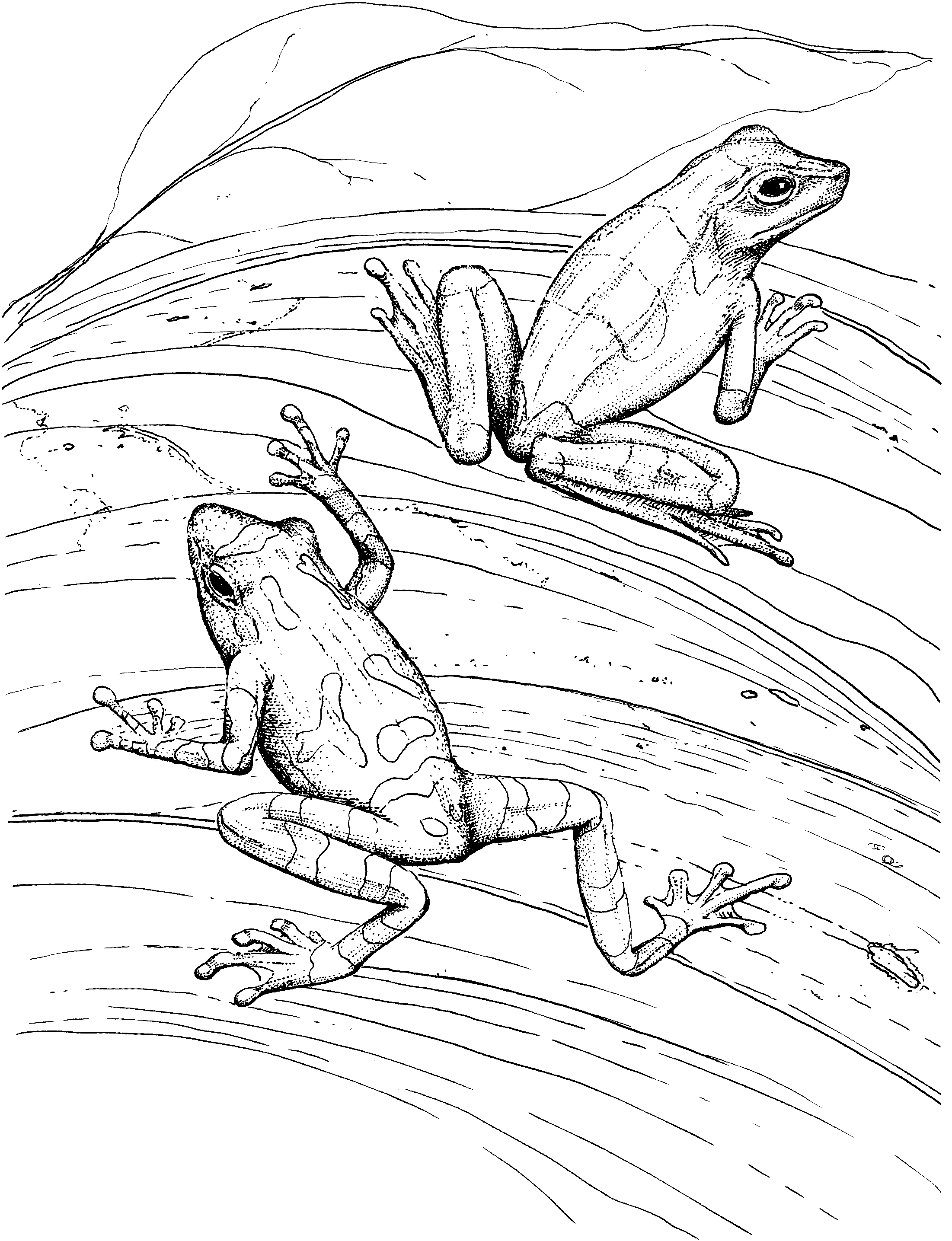 Free Frog Coloring Pages