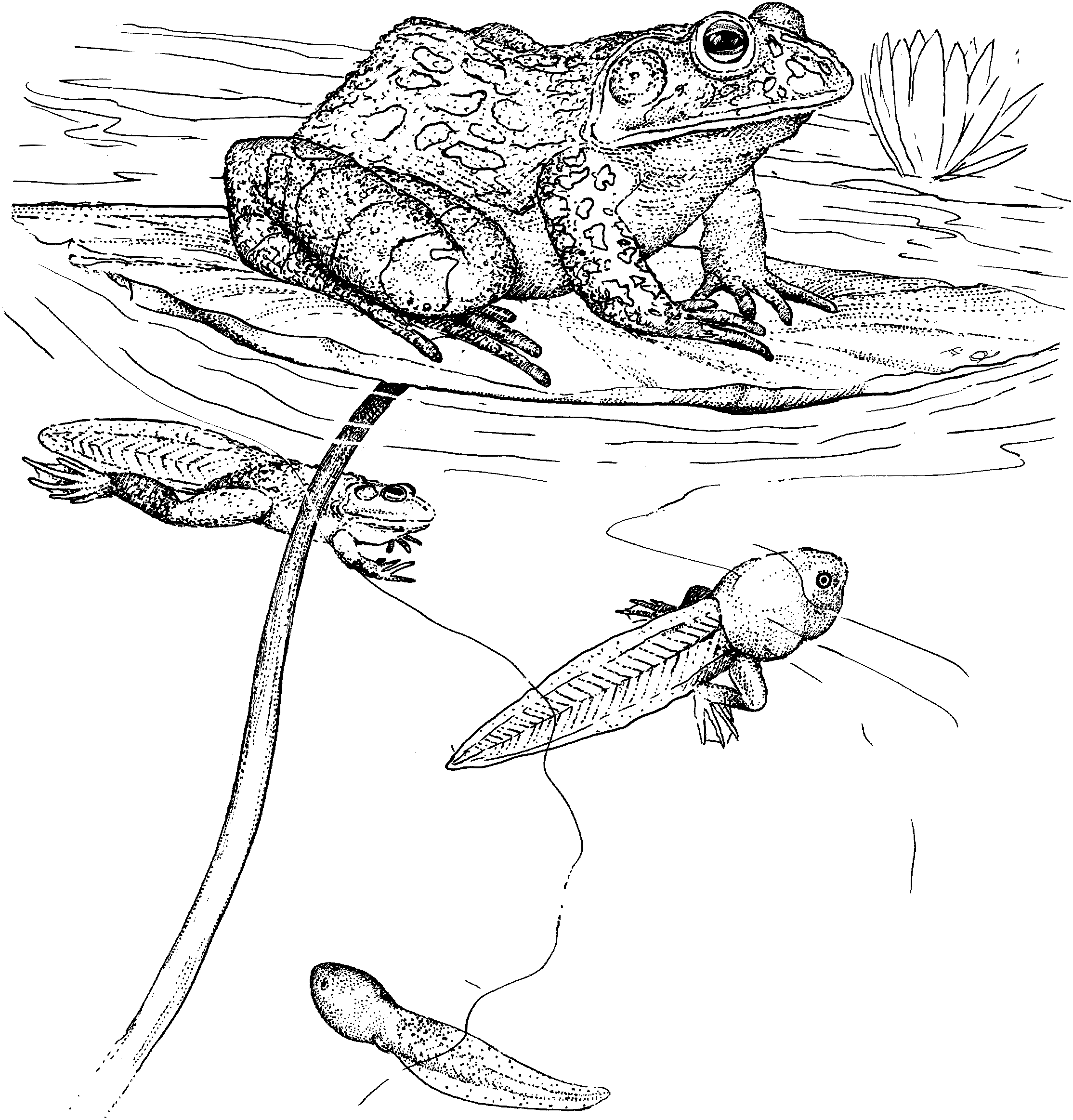 tadpole coloring pages - photo #28