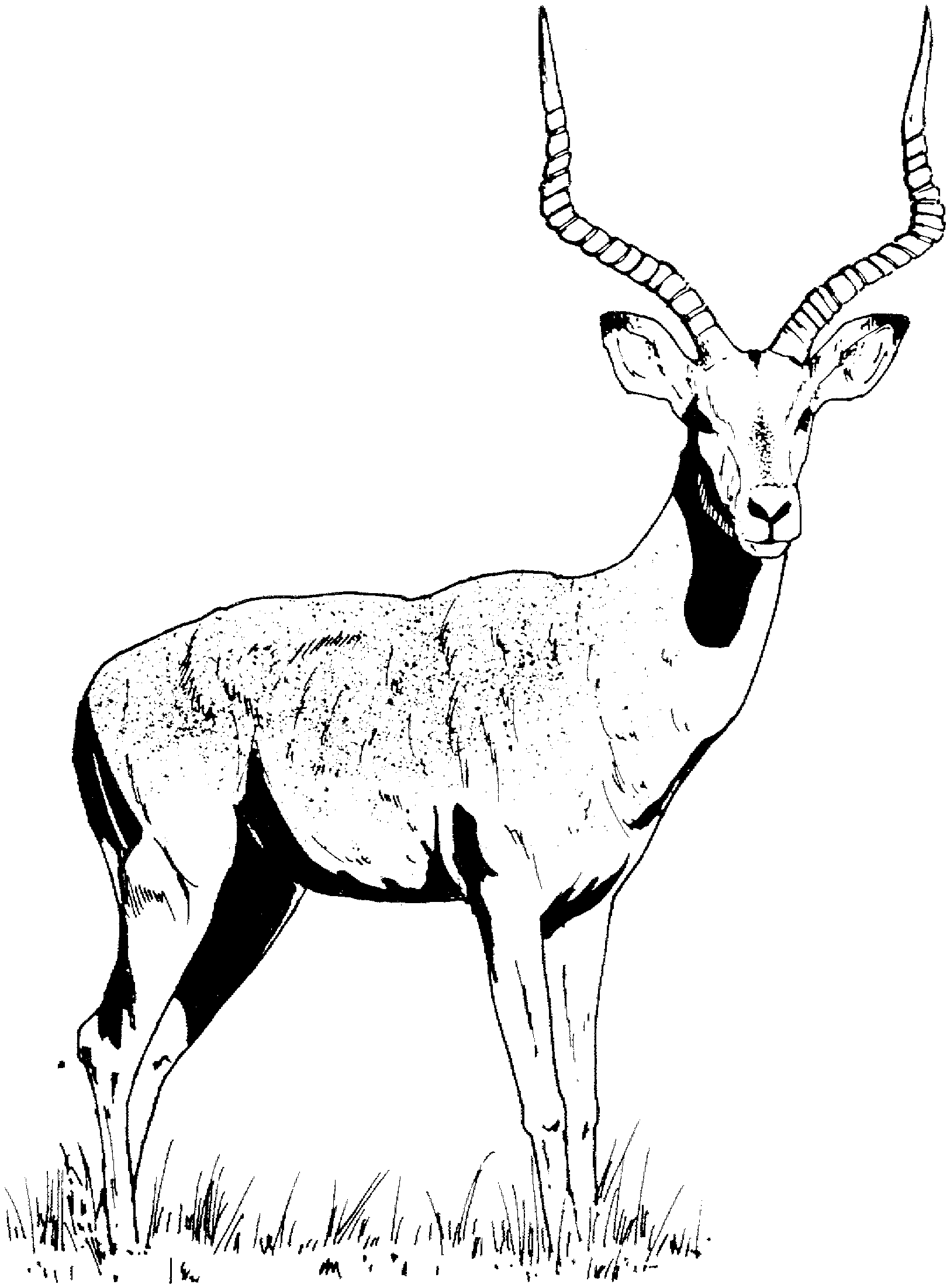 Free Gazelle Coloring Pages