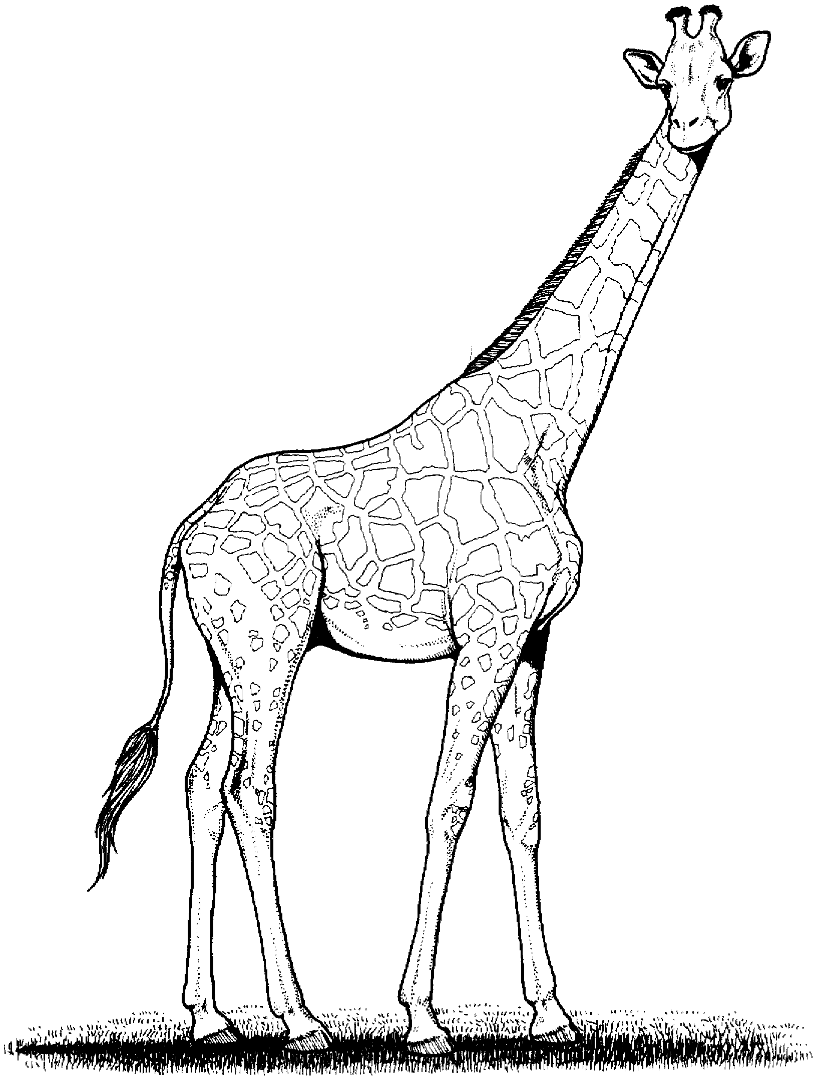 free giraffe coloring pages