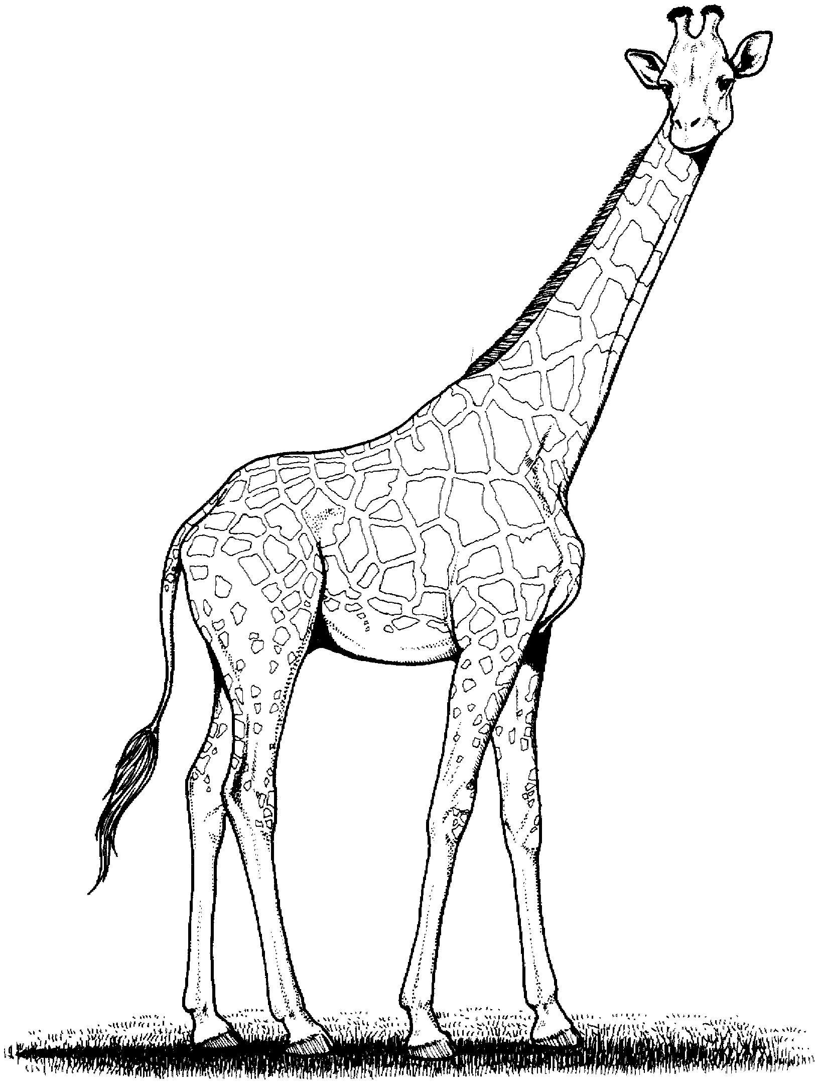 Free Giraffe Coloring Pages