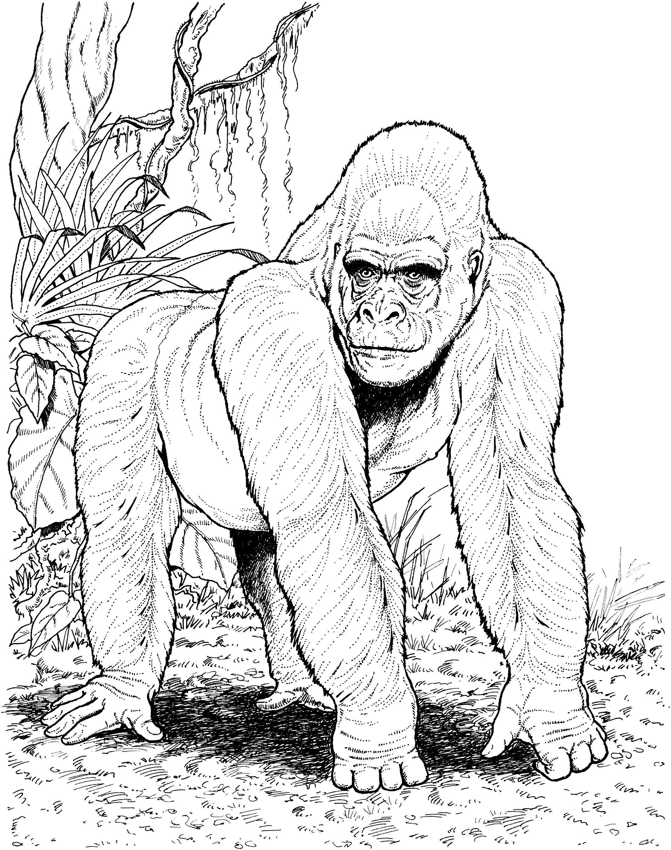 tarzan pounding his chest coloring pages - photo #26