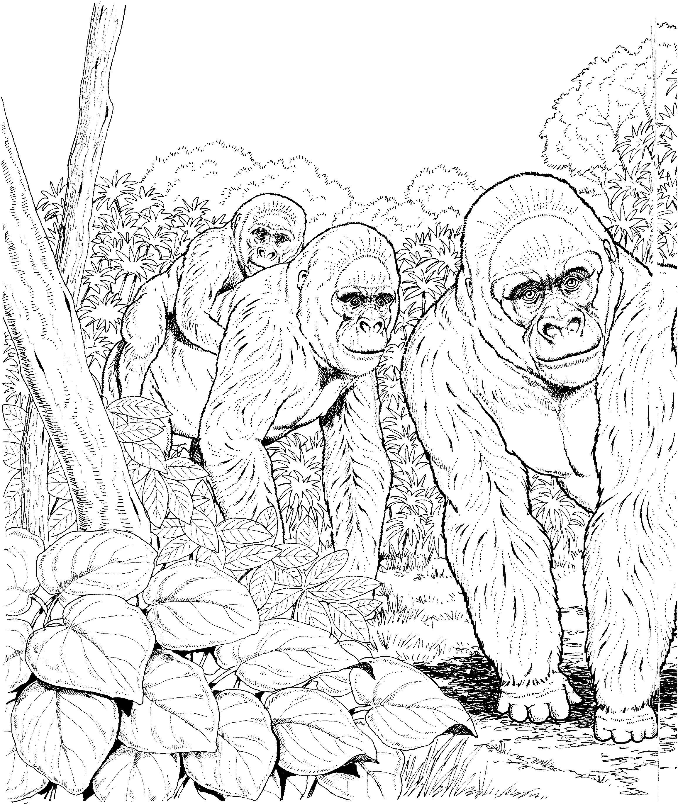 free-gorilla-coloring-pages