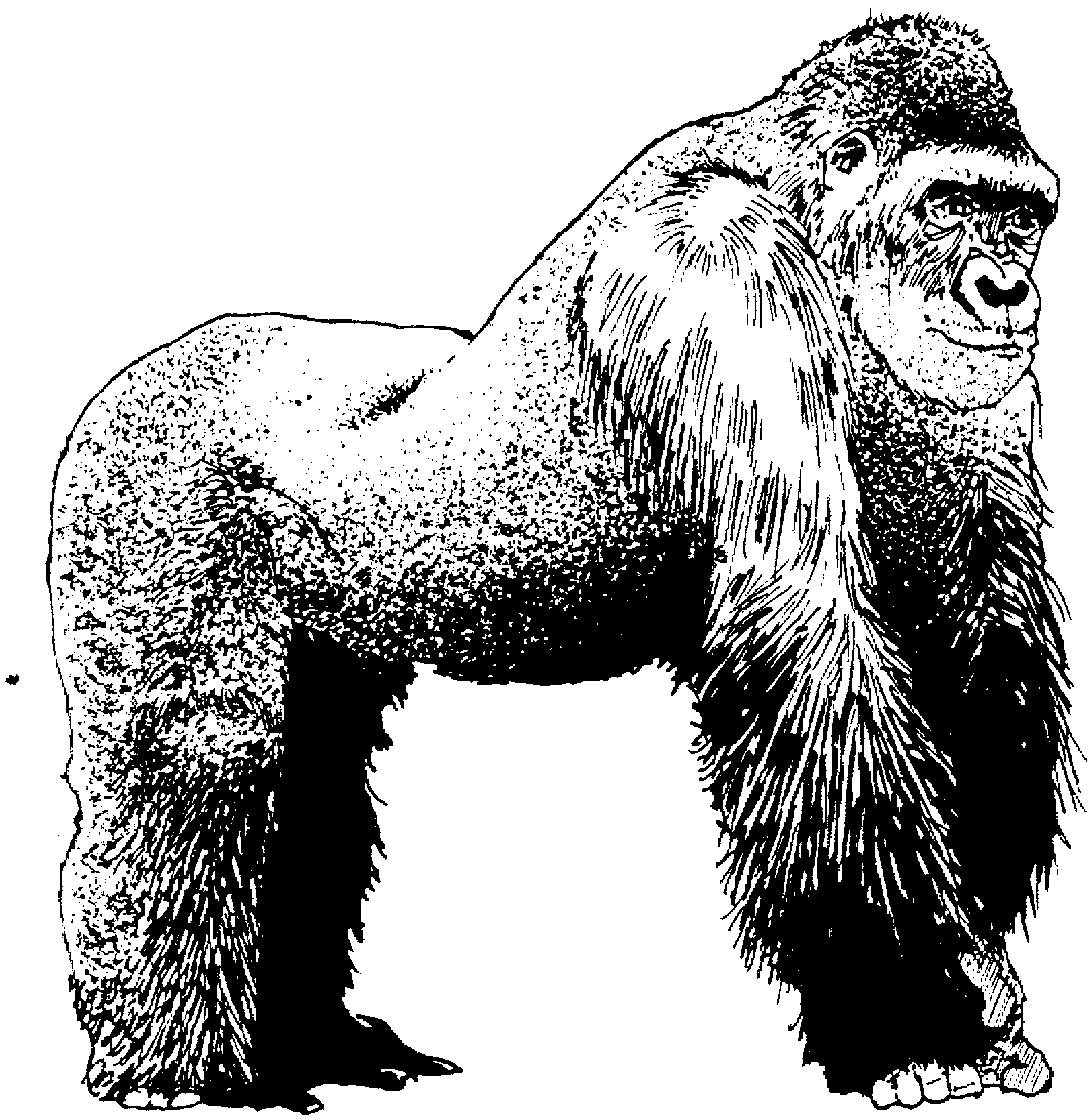 Free Gorilla Coloring Pages