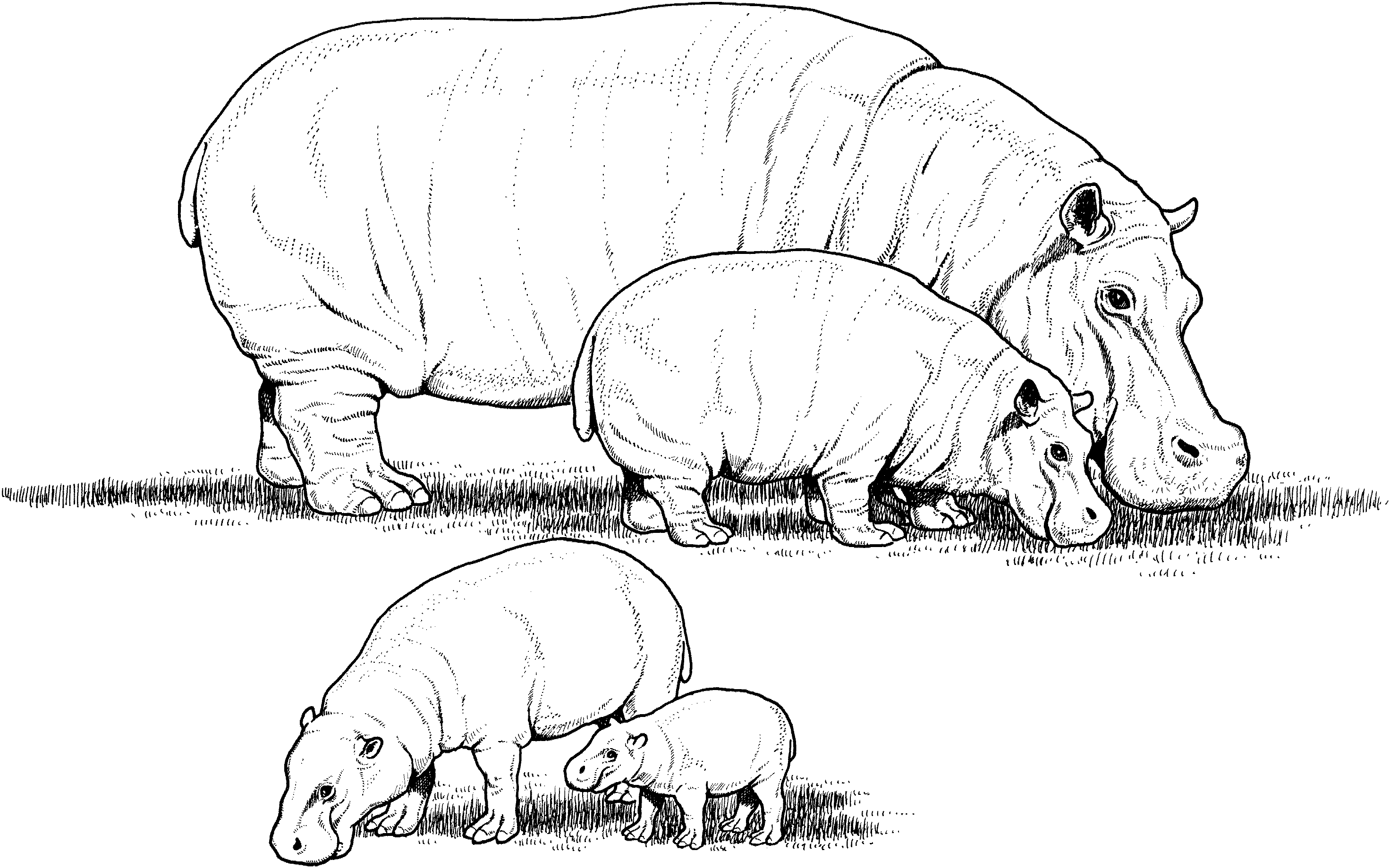 hippo 4