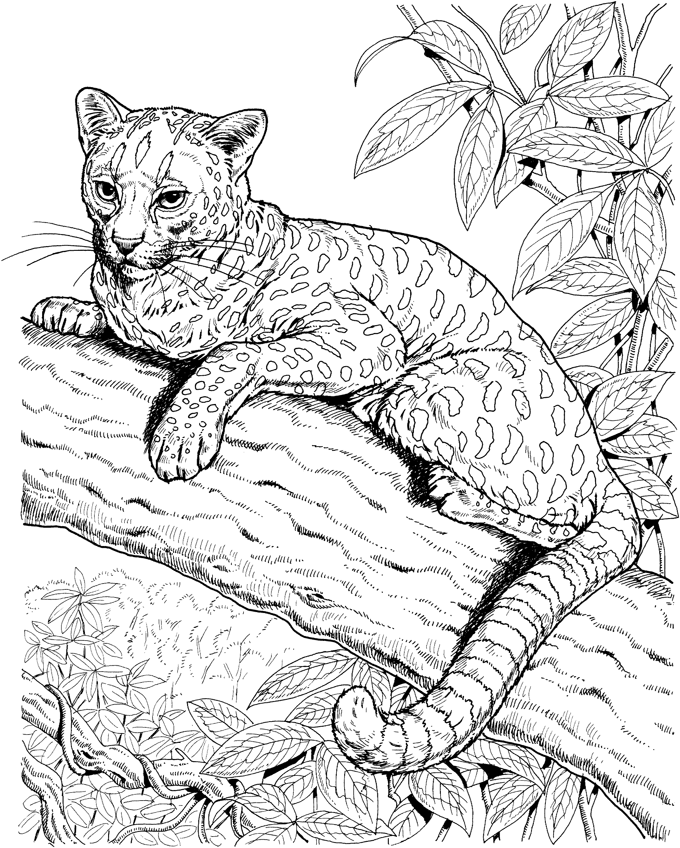 jaguars coloring pages free - photo #13